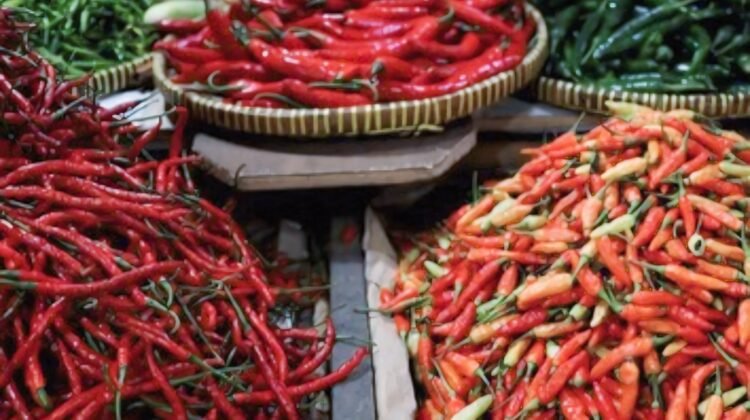 Harga Cabai Anjlok, Petani di Tulang Bawang Kian Terpuruk