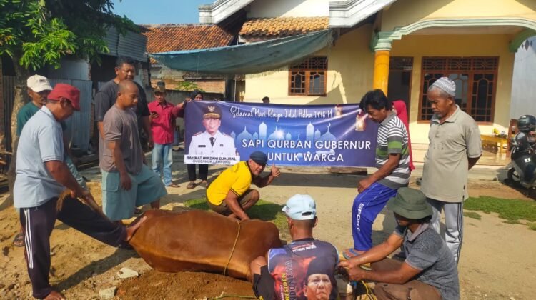 Penyembelihan Hewan Kurban (Sapi) dari Gubernur Lampung, Rahmat Mirzani Djausal (Jumat, 6 Juni 2025)